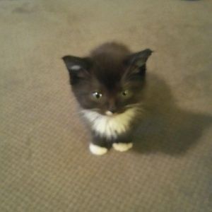 Meet your Posher, Johnnie